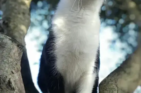 Chat trouvé Biscarrosse, photo: Chat trouvé Rue des Muletiers, Biscarrosse