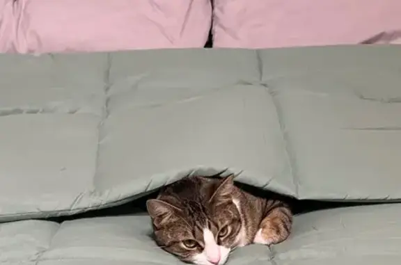 Missing cat Milwaukee, photo: Lost Shy Tabby Cat on S. 32nd St, MKE