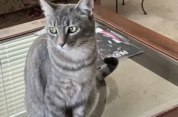 Lost Cat Alert: Sweet Pea on Piney Lake