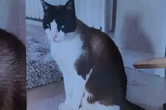 Chat siamois perdu à Nazelles-Négron - photo