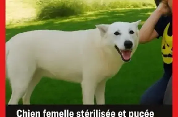 Chienne blanche perdue à Kerannou, Tourch - photo