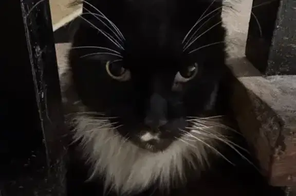 Знайдено великого чорного мейн...