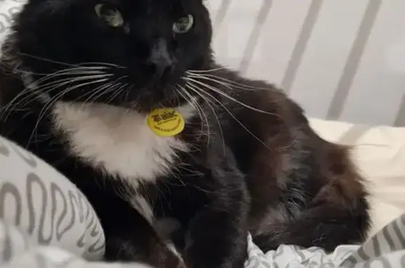 Gato Negro Perdido en Ibiza - Avinguda Sant Jordi