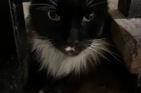 Чорний з білим мейнкун знайден...