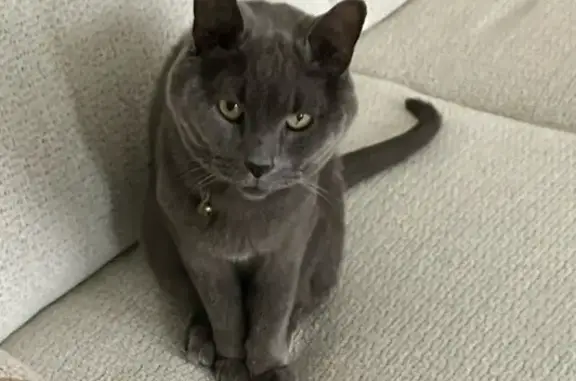 Lost Grey Cat: Dunwoody Drive, Savannah