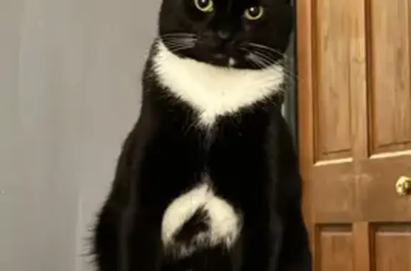 Lost Tuxedo Cat with Unique Markings