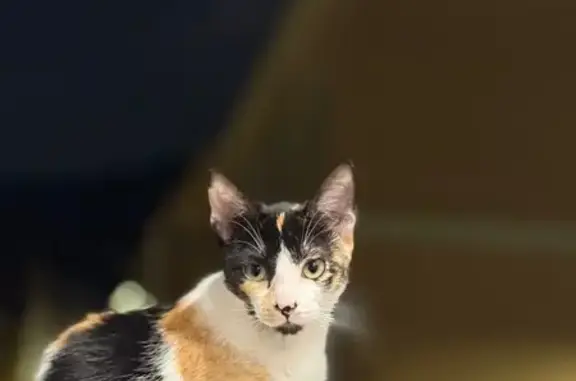 Se busca: Gata tricolor perdida en Vall de Uxó