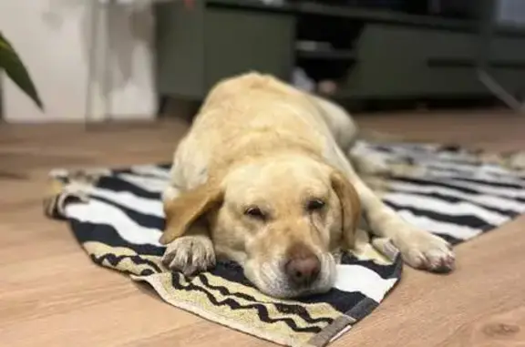 Знайдена слухняна ретриверка у...