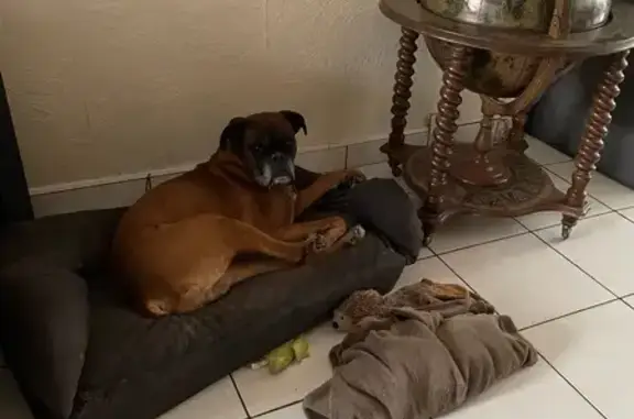 Boxer fauve 10 ans perdu à Carly - photo