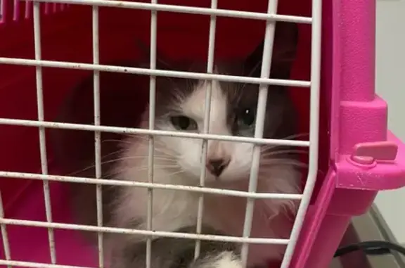 Animaux trouvés Le Loroux-Bottereau, photo: Chatte grise trouvée Rue des Vignes