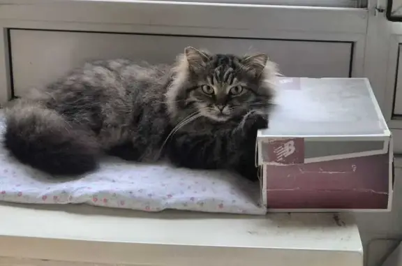 Пошук домашніх тварин в Україні, фото: Зникла пухнаста кішка з Бобровиці