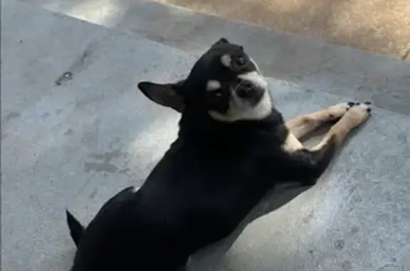 Lost Black & White Male Dog in Manassas