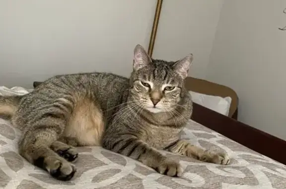 Missing cat Boynton Beach, photo: Lost Tabby Cat on Breezy Hill Drive
