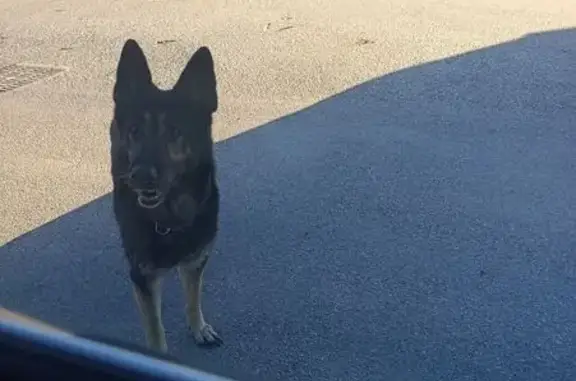 Animaux trouvés Loriol-sur-Drôme, photo: Berger allemand femelle trouvée à Loriol