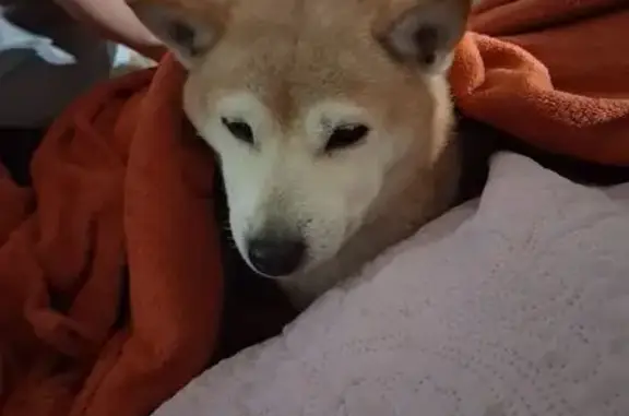 Chien perdu Béziers, photo : Chienne Shiba Inu perdue à Béziers