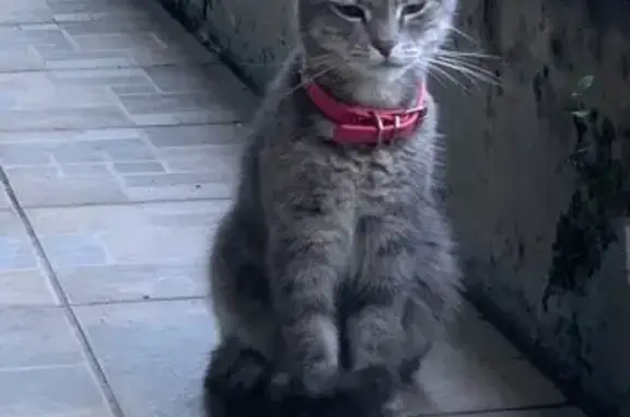 Chatte trouvée avec collier rose à Sainte-Luce - photo