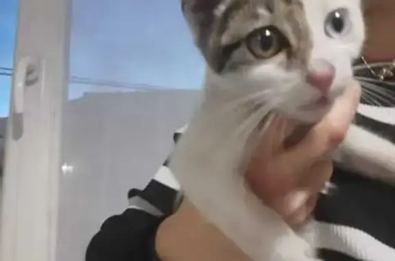 Animaux trouvés , photo: Chaton yeux vairons trouvé à Laval