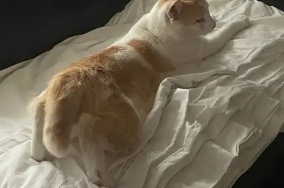 Chat perdu, Mimizan, photo: Chat perdu à Mimizan : Buz, blanc et roux