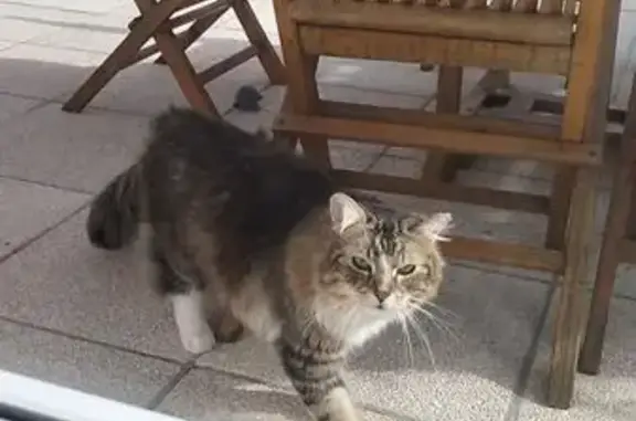 Chat perdu : tigré, tache blanche, Le Havre - photo