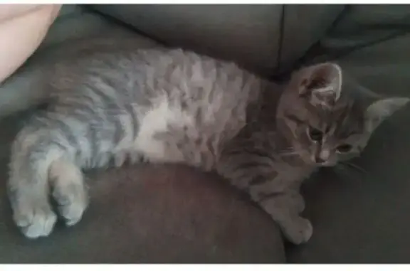 Зникла сіра кішка з білими плямами у Зміїнці