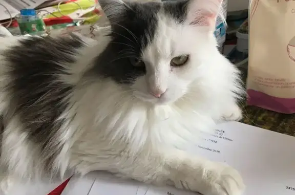 Chat perdu à Narrosse : Bébé blanc et gris - photo
