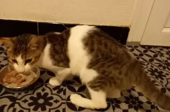 Animaux trouvés Nouvelle-Aquitaine, photo: Chat câlin trouvé, pris en charge à Niort