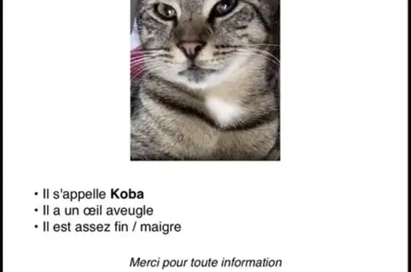 Chat tigre perdu, 3 ans, œil aveugle - photo