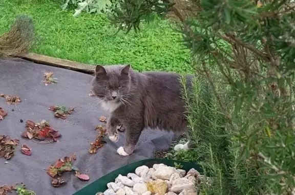 Animaux trouvés , photo: Chat gris trouvé, farouche mais domestiqué