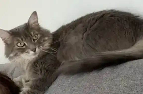 Animaux perdus Rueil-Malmaison, photo: Chat gris perdu à Rueil-Malmaison