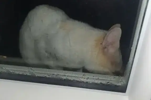 Animaux trouvés , photo: Chat clair aux yeux bleus aperçu à Bouhet