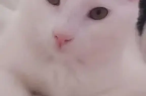 Chat blanc perdu, tâche noire, Pruniers - photo