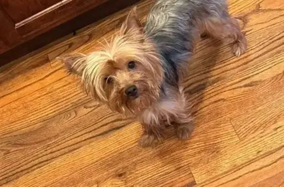 Friendly Lost Dog: South Laflin St, Chicago