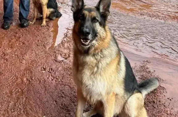 Lost Dog: Skittish German Shepherd in Moab