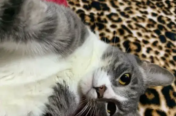 Animales perdidos , foto: Gato Gris Perdido en Ciudad de México