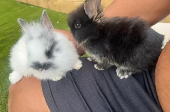 Lost pets , photo: Lost Lionhead Rabbits: Reward Offered