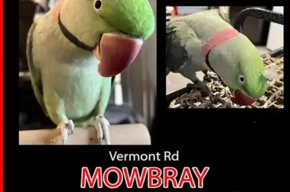 Lost Talking Bird in Launcesto...