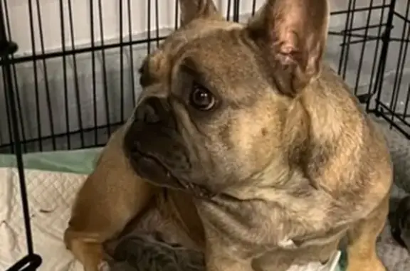 Lost French Bulldog in Houze Place, CA