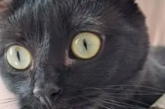 Petite chatte noire perdue à Traînou - photo