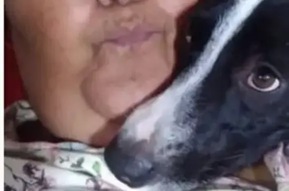 cachorro desaparecida