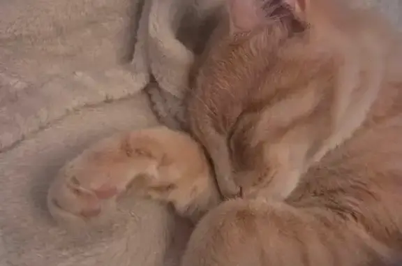 Chaton beige perdu, Saint-Étienne - photo