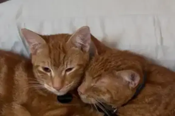 Lost pets Honolulu, photo: Lost Orange Cat Near Pali Hwy, Honolulu