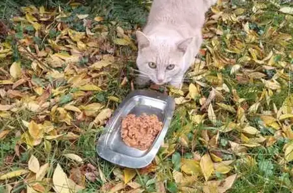 Chat trouvé , photo: Jeune chat roux clair trouvé à Englos