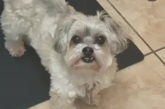 Missing dog Cutler Bay, photo: Lost Shitzu Mix: Purple Bow, Cutler Bay