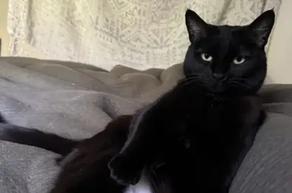 Lost Bombay Cat: Green Eyes, No Front Claws