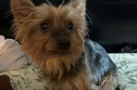 Missing dog , photo: Lost Dog: Energetic 9-Year-Old in Prospect