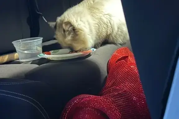 Found cat , photo: Found: Fluffy Himalayan Cat in Jeep
