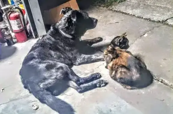 Lost Shepherd Mix: Blue Collar, St. Cloud