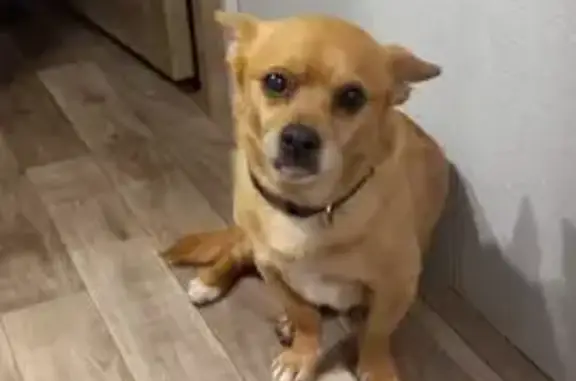 Lost Dog: Brown with White Blaze in Jasper