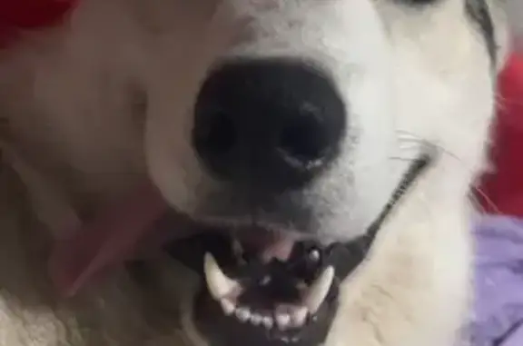 Lost Fluffy Black Dog: Reward Offered!