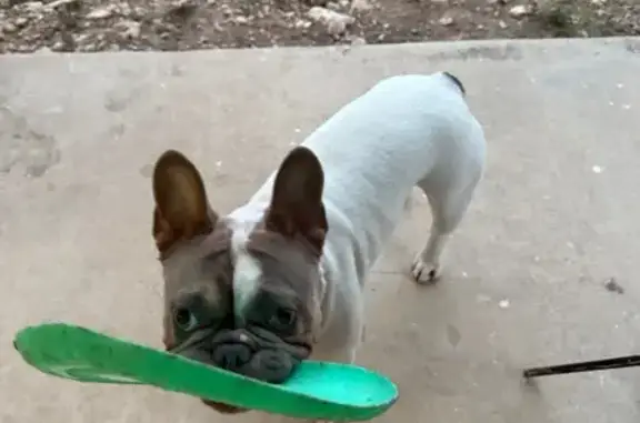 Lost Dog: Brown-Spotted, Scarred Nose